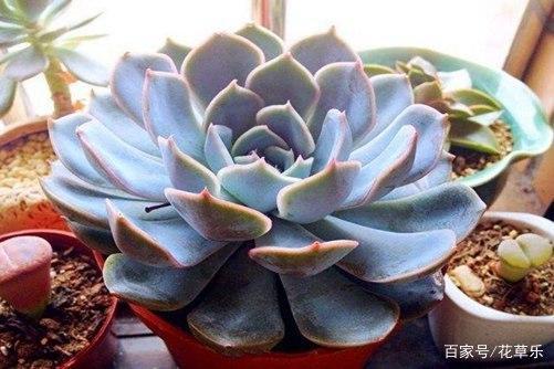 菲欧娜图片通过菲欧娜图片来感受景天科色彩的多变