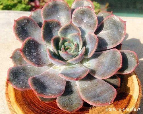 多肉菲欧娜怎么养？教你3个小妙招，养出叶片精致又红润的菲欧娜