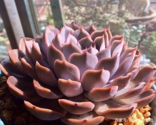 多肉菲欧娜怎么养？教你3个小妙招，养出叶片精致又红润的菲欧娜