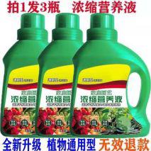夏季多肉变“绿菜”？那是没选对品种，菲欧娜夏季像“粉莲花”