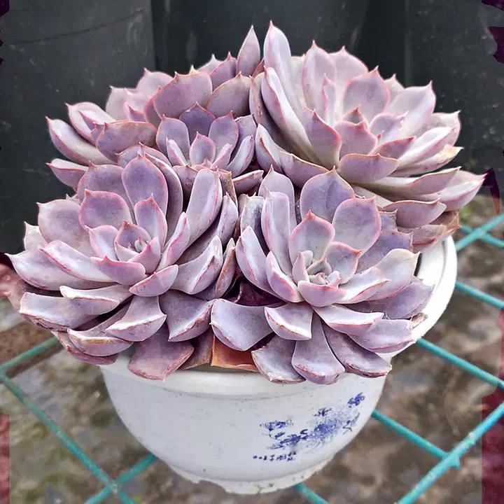 夏季多肉变“绿菜”？那是没选对品种，菲欧娜夏季像“粉莲花”