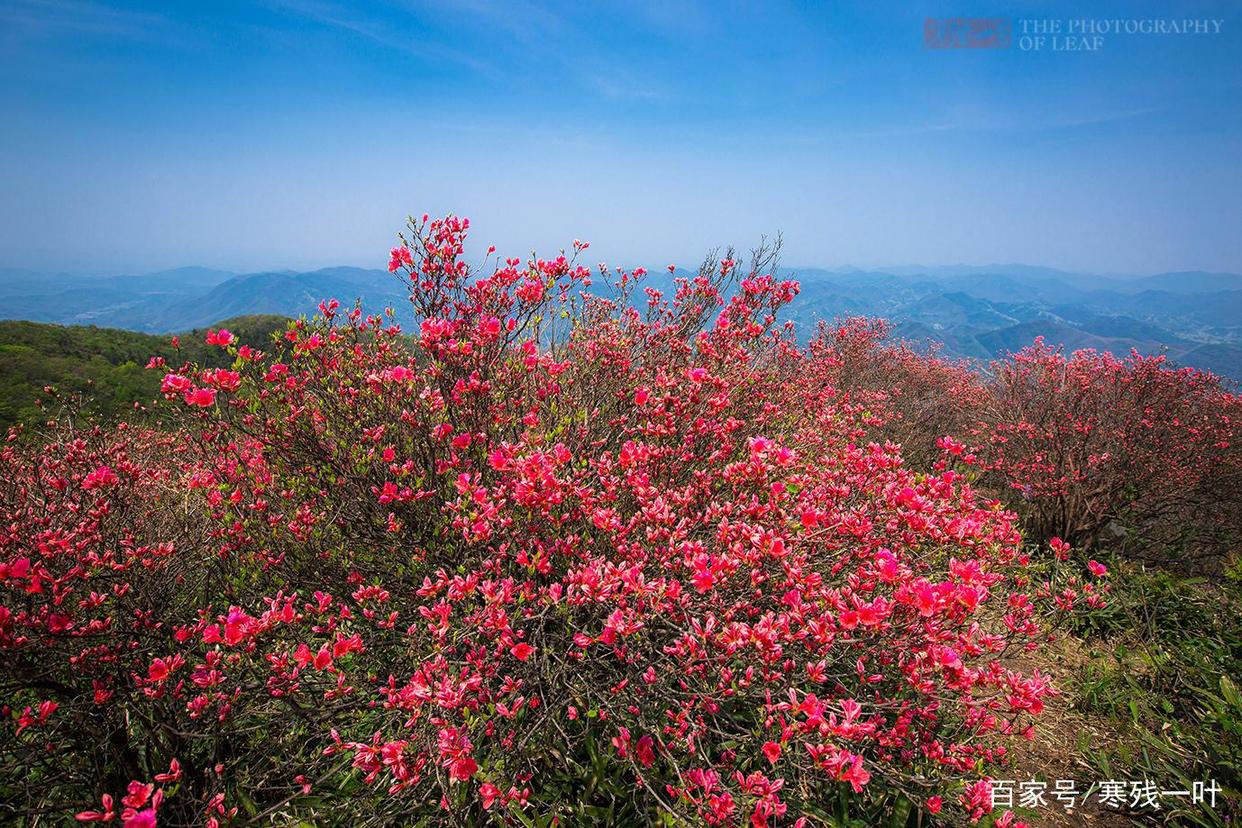 因一片花海刷爆朋友圈,浙江一个不靠旅游吃饭的小镇,成度假天堂