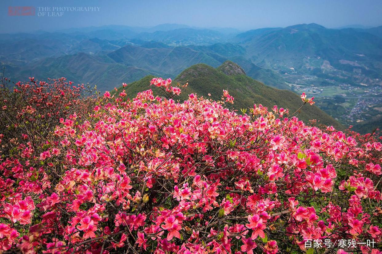因一片花海刷爆朋友圈,浙江一个不靠旅游吃饭的小镇,成度假天堂