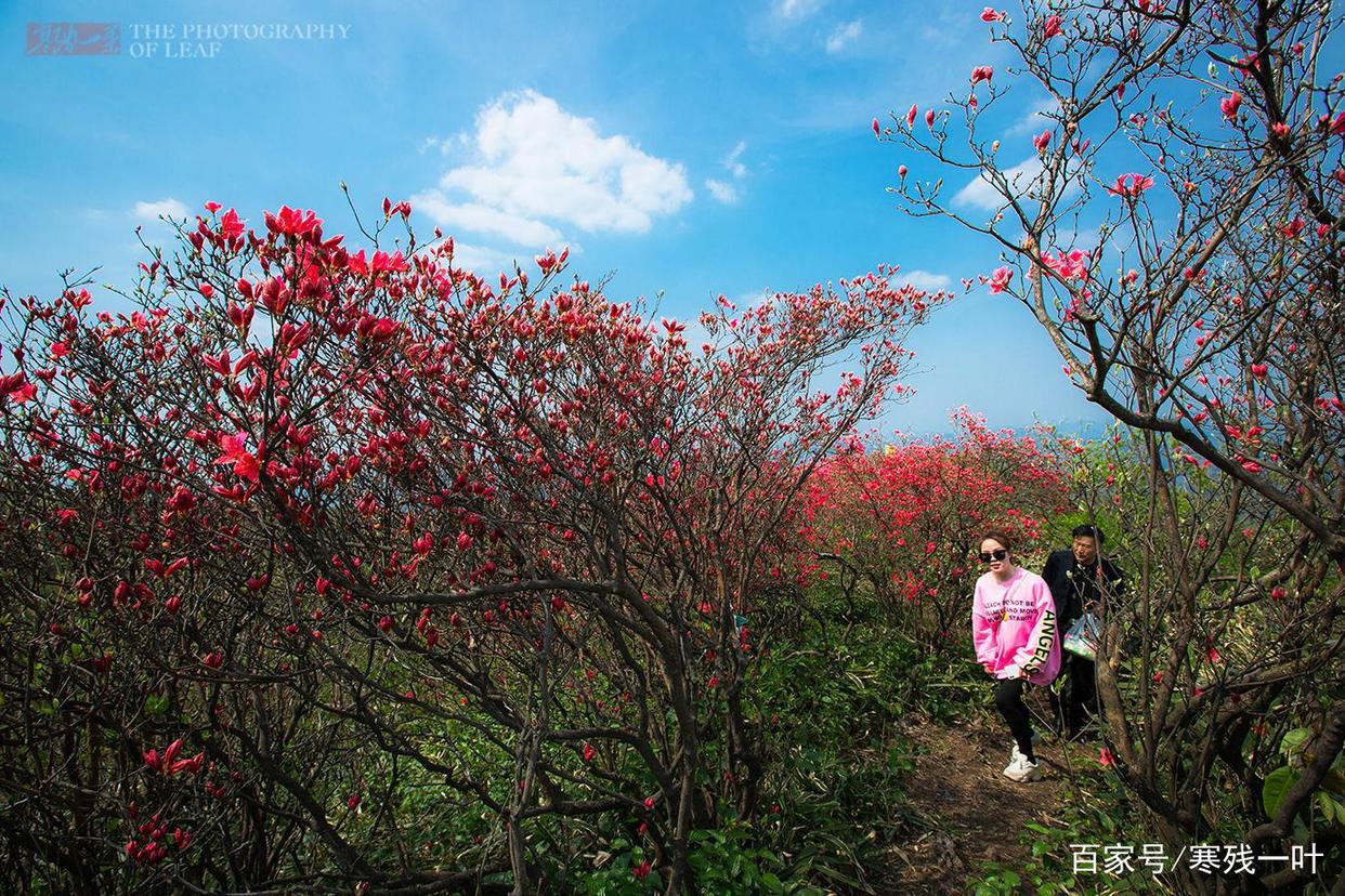 因一片花海刷爆朋友圈,浙江一个不靠旅游吃饭的小镇,成度假天堂