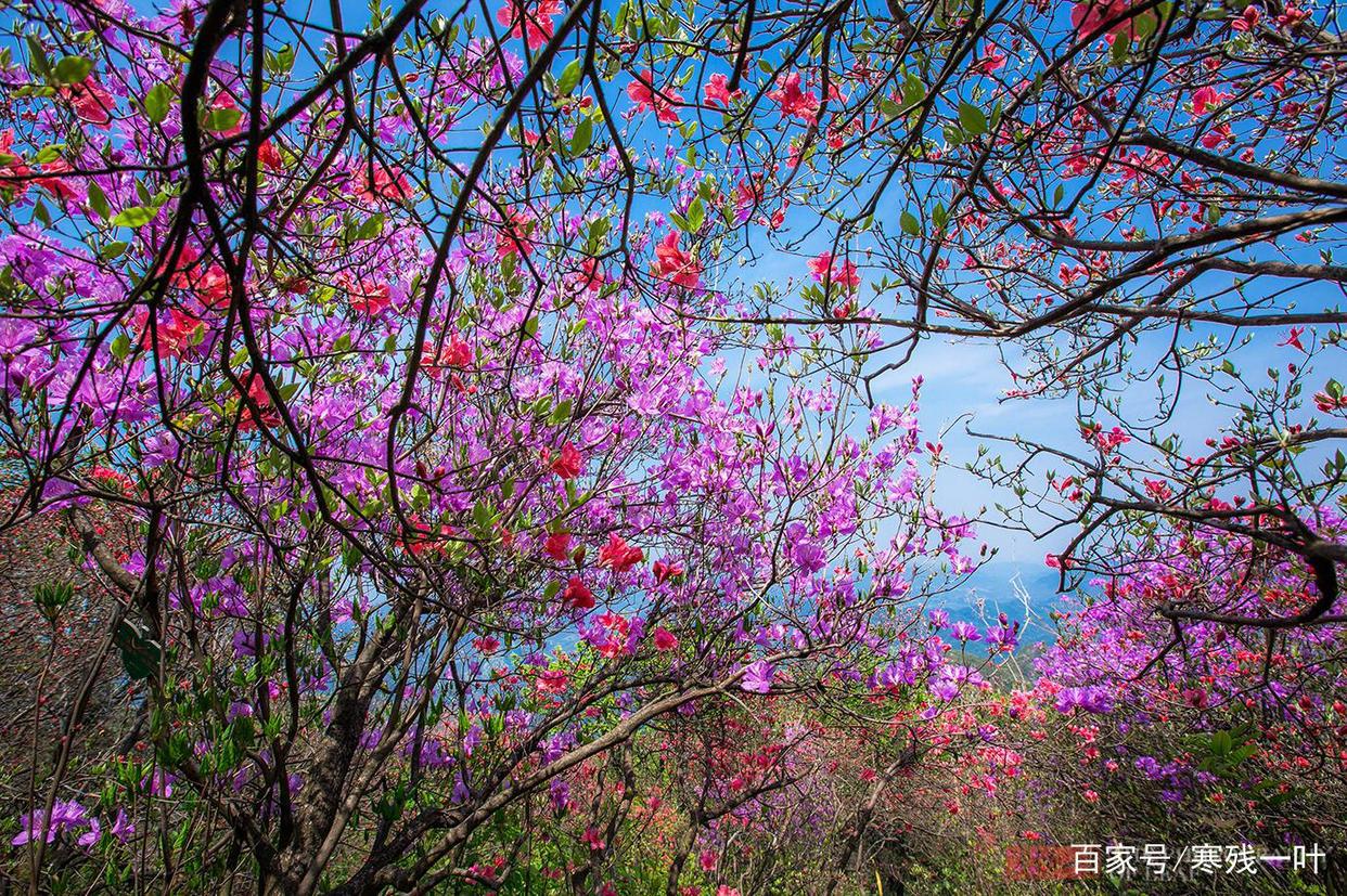 因一片花海刷爆朋友圈,浙江一个不靠旅游吃饭的小镇,成度假天堂